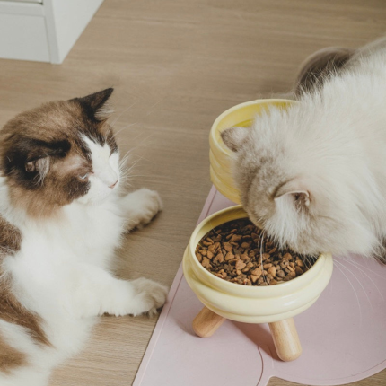 elevated cat feeding station stylish ceramic bowls with wooden stand dishwasher microwave safe