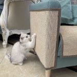 cat scratch protective pad for sofas and furnitures eco-friendly & easy to clean